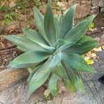 Agave attenuata叶