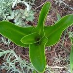 Crinum macowanii ഇല