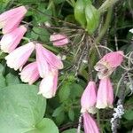 Bomarea edulis Flower