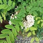 Acacia acanthaster Blomma