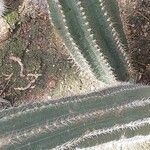 Lobivia bridgesii Frunză