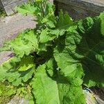 Arctium lappaLeaf