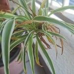 Chlorophytum capense Ліст