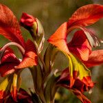 Gladiolus alatus