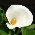 Zantedeschia aethiopica Λουλούδι