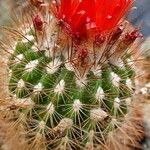 Parodia comarapana Natur