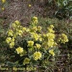 Biscutella sempervirens Tervik taim