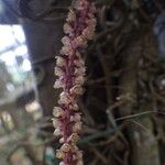 Rhipidoglossum rutilum Flower