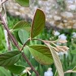 Cotoneaster coriaceusLehti