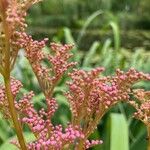 Filipendula rubra Flor