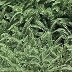 Achillea crithmifolia Folha