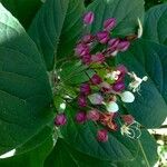 Clerodendrum trichotomum Kvet