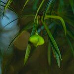 Cascabela thevetia Fruto