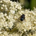 Hydrangea paniculata फूल