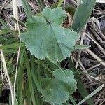 Malva neglecta Leaf