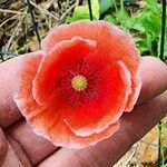 Papaver rhoeasFlor