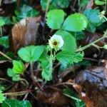 Fragaria vesca 葉