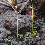 Utricularia uliginosa Natur