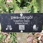 Cajanus cajan Kita