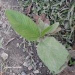 Caperonia palustris पत्ता
