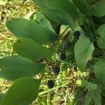 Polygonatum odoratum Fruit