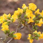 Pterocarpus angolensis Flor