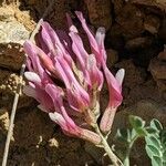 Astragalus incanus Floare