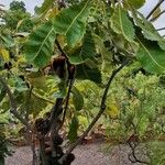 Banksia robur आदत
