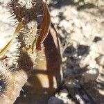 Pachypodium rosulatum Συνήθη χαρακτηριστικά