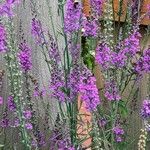 Linaria purpurea Květ