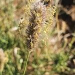 Cenchrus mezianus Flower