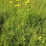 Crepis biennis Habit