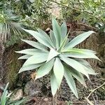 Agave attenuataFoglia