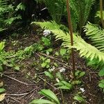 Darmera peltata Blüte