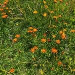 Crepis aurea ശീലം