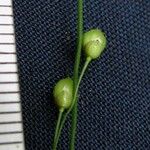 Lasiacis linearis Fruit