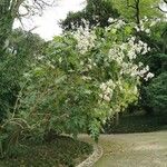 Montanoa hibiscifolia Kvet
