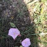 Convolvulus cantabricaÇiçek