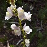 Linaria repensFlor