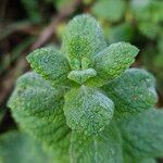 Mentha × villosa Hoja