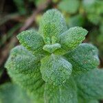 Mentha × villosa Frunză