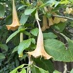 Brugmansia × candida Blomma