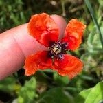 Papaver argemone Fiore