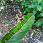 Virola kwatae Leaf