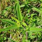 Aspilia mossambicensis Hoja