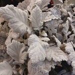 Salvia argentea Costuma