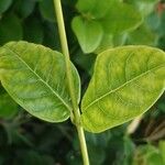 Pentalinon luteum Leaf