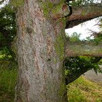 Larix kaempferi Bark