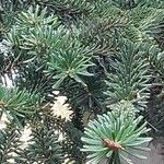 Abies numidica ഇല