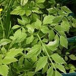 Oenanthe sarmentosa Leaf